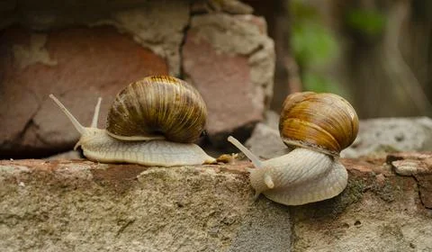 A pair of snails are crawling over the bricks of the building. The snails cra Stock Photos