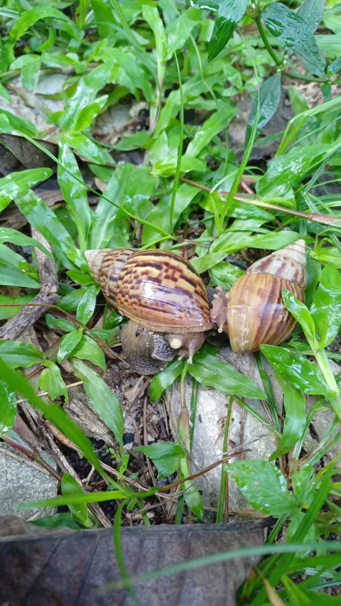A pair of snails are mating.1 Stock Footage 293667454
