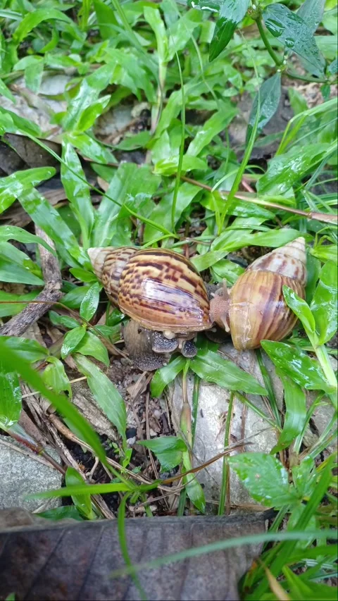 A pair of snails are mating.2 Stock Footage 293667837
