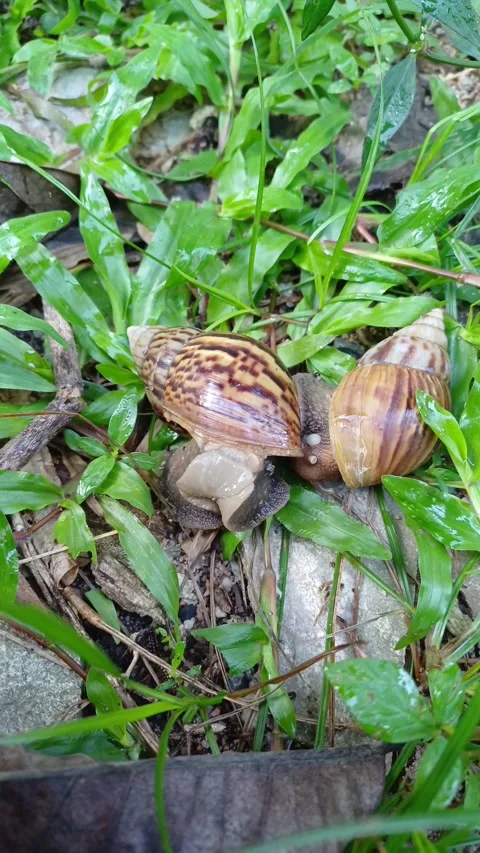 A pair of snails are mating.3 Stock Footage 293668632