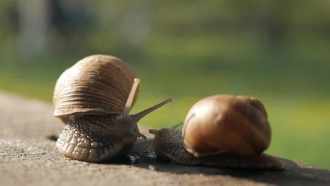 A pair of snails crawl on a gray board in sunny weather. Macro, super close up. Stock Footage 129653626