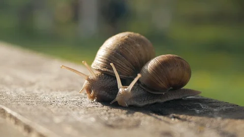 A pair of snails crawl on a gray board in sunny weather. Macro, super close up. 库存影片 129653652