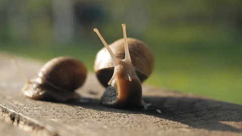 A pair of snails crawl on a gray board in sunny weather. Macro, super close up. Stock Footage 129653677