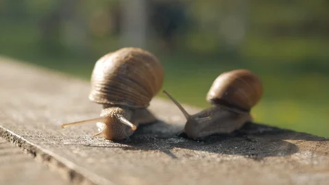 A pair of snails crawl on a gray board in sunny weather. Macro, super close up. Stock Footage 129653686