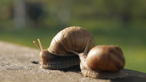 A pair of snails crawl on a gray board in sunny weather. Macro, super close up. Stock Footage 129653694