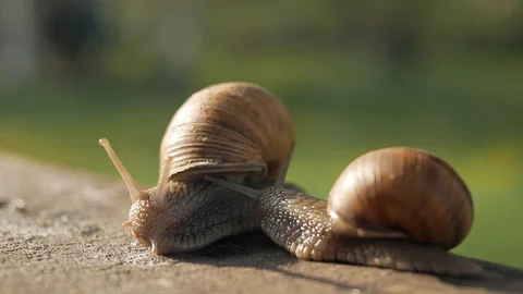 A pair of snails crawl on a gray board in sunny weather. Macro, super close up. Stock Footage 129653705