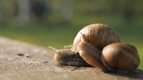 A pair of snails crawl on a gray board in sunny weather. Macro, super close up. Stock Footage 129653714
