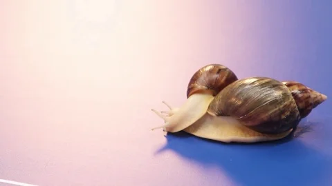 Pair of snails Stock Footage 83450503