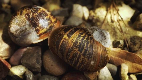 A pair of Snails mating close up stock footage Stock Footage