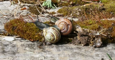 Pair of snails move over the mossy log Stock Footage 134085725