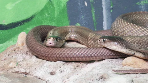 Pair Of Snakes In The Zoo - close up Stock Footage 150512220
