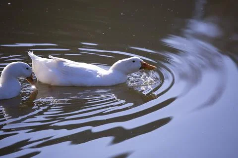 Pair of Snow Geese Stock Photos