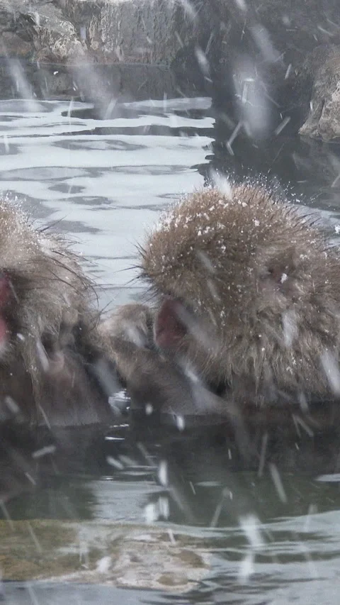 Pair of Snow Monkeys Grooming During Snowfall Vertical Video Stock-Footage 345886526