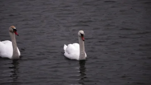 A pair of snow-white swans gracefully glide across the dark surface of the water Stock Footage 308008205