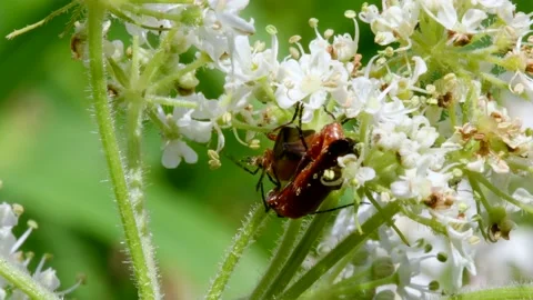 Pair of Soldier Beetle in copulation, Cantharis livida Stock Footage 149025860
