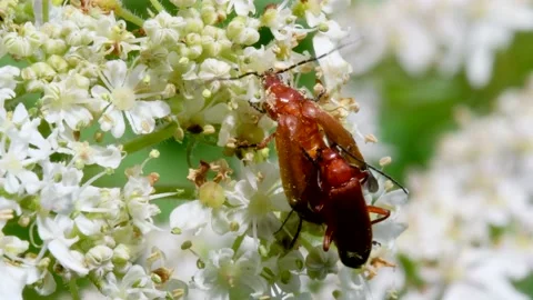 Pair of Soldier Beetle in copulation, Cantharis livida Stock Footage 149026485