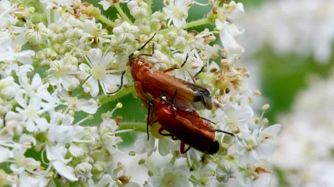 Pair of Soldier Beetle in copulation, Cantharis livida Stock-Footage 149027045