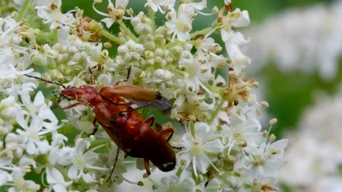 Pair of Soldier Beetle in copulation, Cantharis livida Stock-Footage 149027771