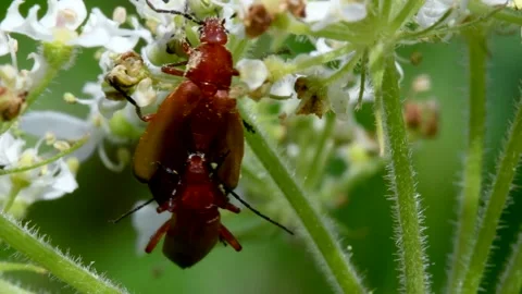Pair of Soldier Beetle in copulation, Cantharis livida Stock Footage 149028483
