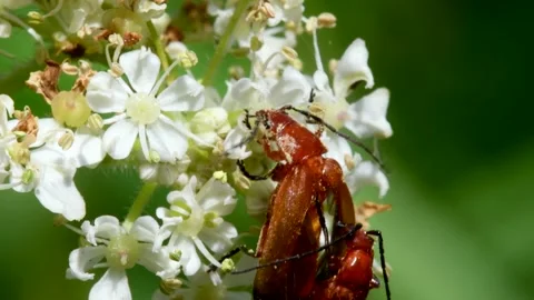 Pair of Soldier Beetle in copulation, Cantharis livida Stock-Footage 149030691
