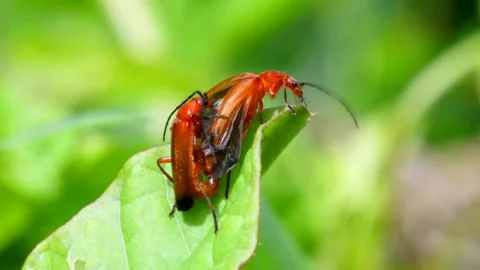 Pair of Soldier Beetle in copulation. Stock Footage 138588276