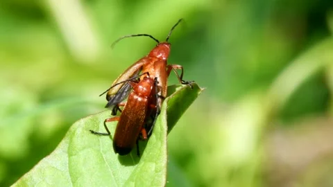 Pair of Soldier Beetle in copulation. Stock-Footage 138588471