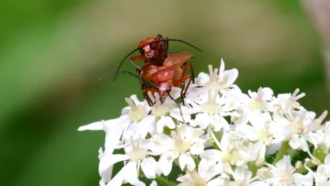 Pair of Soldier Beetle in copulation. Vidéo 138588481