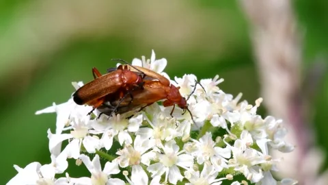 Pair of Soldier Beetle in copulation. Vidéo 138588620