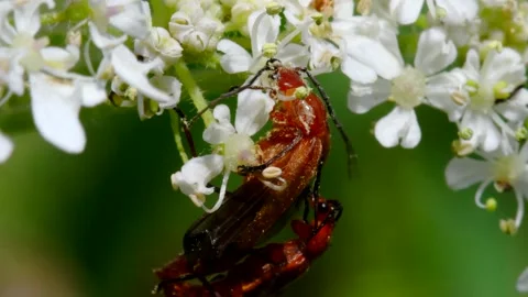 Pair of Soldier Beetle in copulation. Vídeos de archivo 138588874