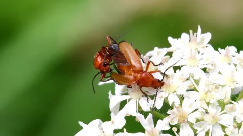 Pair of Soldier Beetle in copulation. Video stock 138588902
