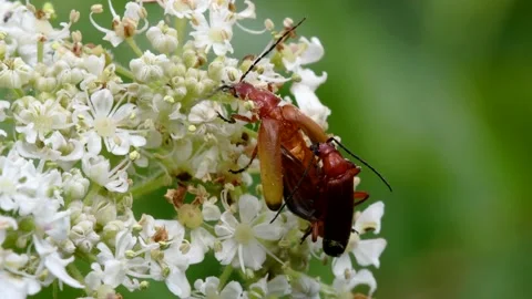 Pair of Soldier Beetle in copulation. Stock Footage 138589421