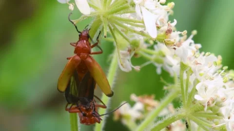Pair of Soldier Beetle in copulation, their Latin name is Cantharis livida Stock-Footage 167774028