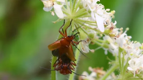 Pair of Soldier Beetle in copulation, their Latin name is Cantharis livida Stock Footage 167774125