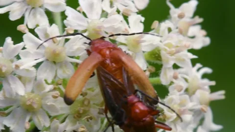 Pair of Soldier Beetle in copulation, their Latin name is Cantharis livida Stock-Footage 167774405