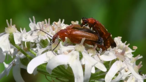 Pair of Soldier Beetle in copulation, their Latin name is Cantharis livida Stock Footage 167774739