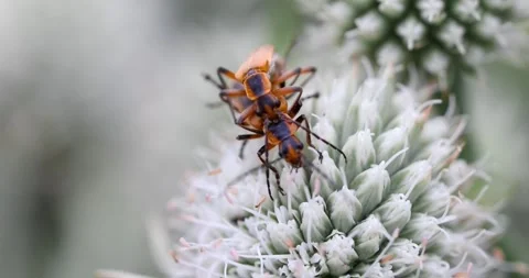 A pair of Soldier Beetles also known as Chauliognathus pennsylvanicus matin.. Stock Footage 313636424