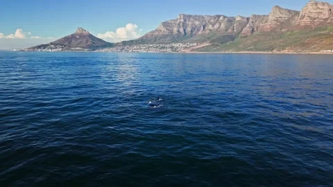 Pair of southern right whales surfacing near Cape Town coastline Stock Footage 341937618