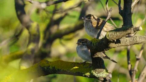 Pair of Spanish Sparrows Percehd on a Tree Stock Photos