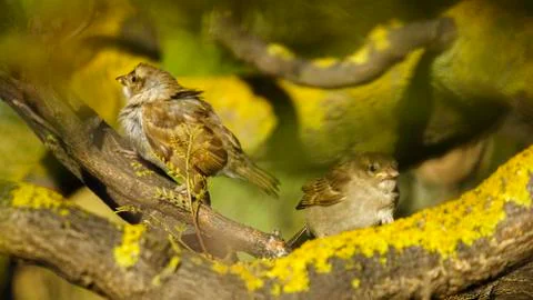 Pair of Spanish Sparrows Percehd on a Tree Stock Photos
