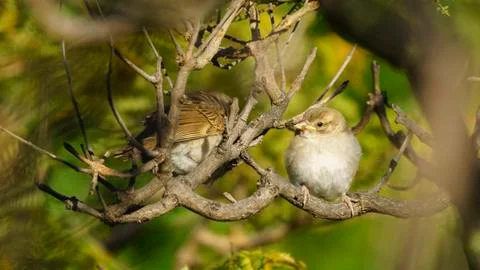 Pair of Spanish Sparrows Percehd on a Tree Stock Photos