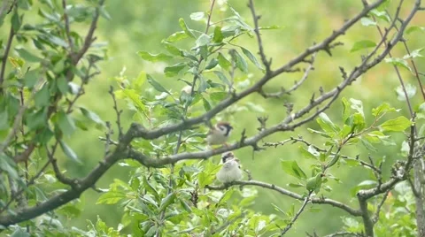 Pair Of Sparrows On a Branch Stock Footage 50956671