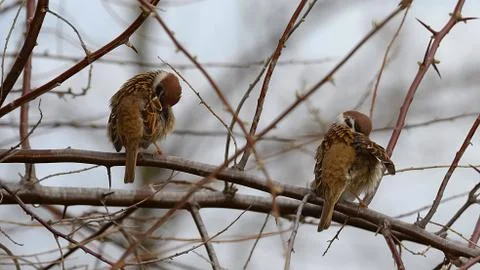 The pair of sparrows on a branch in spring. Stock Photos