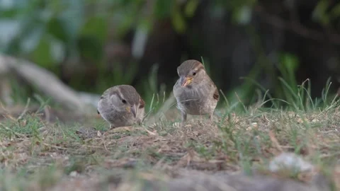 Pair of sparrows eating seeds on green grass Stock Footage 339787717