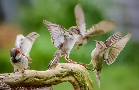 Pair of sparrows having an argument Stock Photos