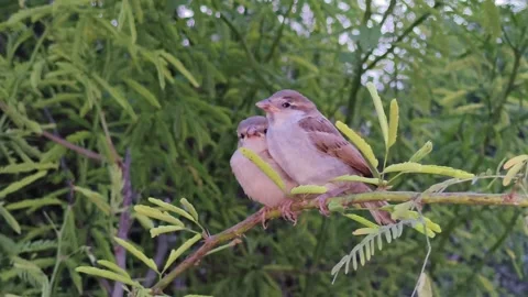 Pair of Sparrows Perched on a Branch in the Natural Habitat Stock Footage 320675041