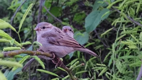 Pair of Sparrows Perched on a Branch in Natural Habitat Stock Footage 320675061