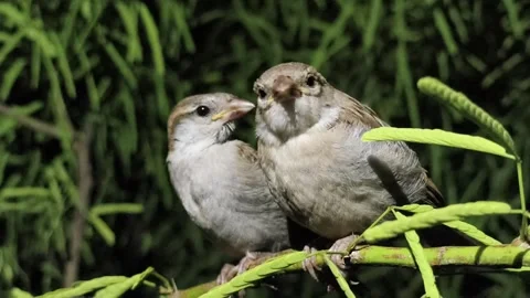 Pair of Sparrows Perched on a Branch in Nature Habitat Stock Footage 320675058
