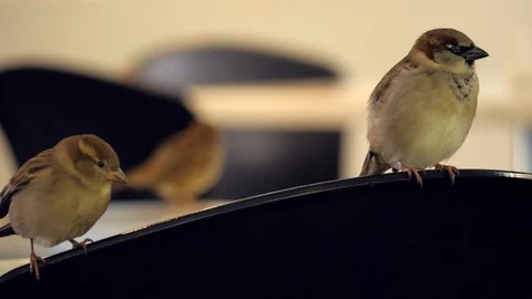 Pair of sparrows perched on chair inside cafe adapted to urban environment Stock Footage 111744924