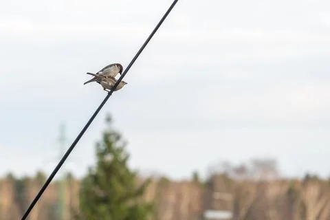 A pair of sparrows perched on a power line Stock Photos