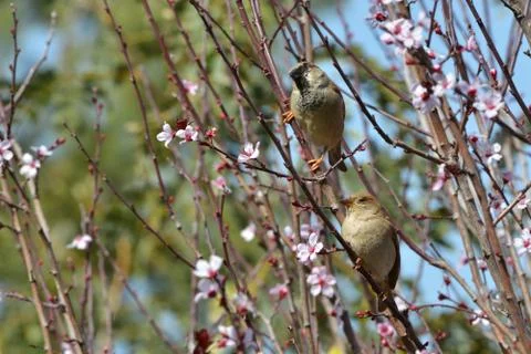 Pair of sparrows Stock Photos
